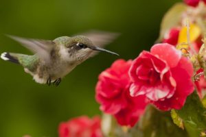animal, Bird, Flower