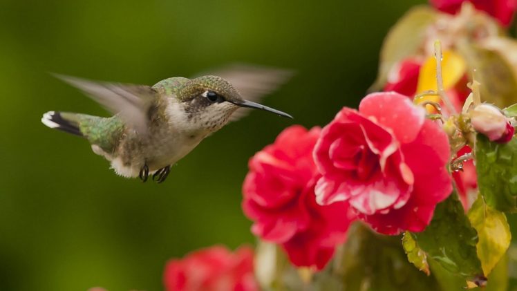 animal, Bird, Flower HD Wallpaper Desktop Background