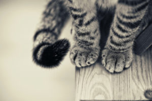 cat, Paws