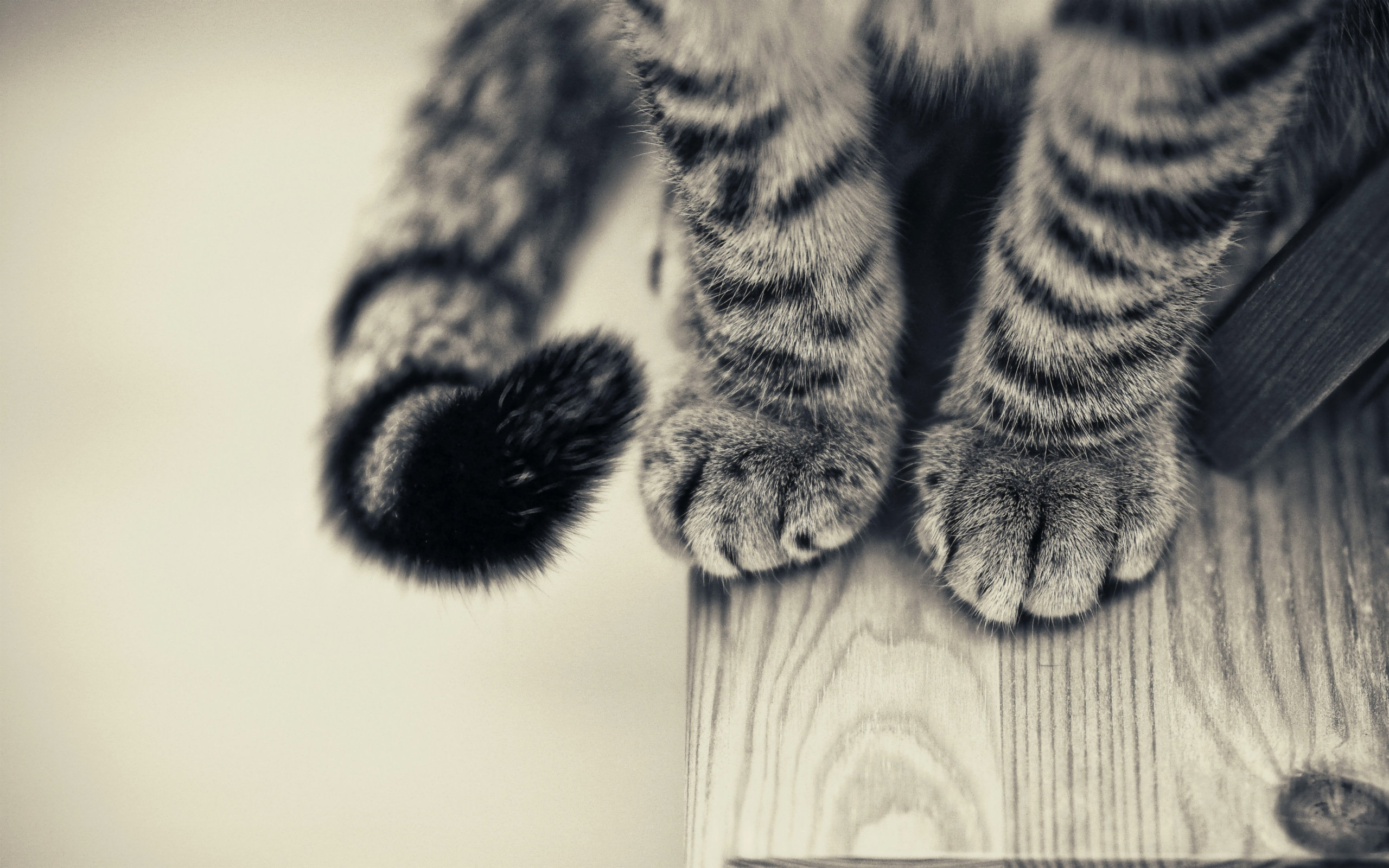 cat, Paws Wallpaper