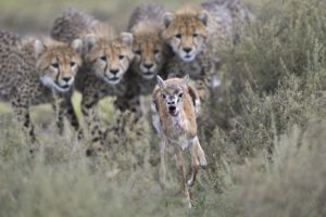 cheetah, Gazelle, Hunting
