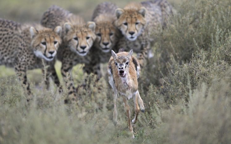 cheetah, Gazelle, Hunting HD Wallpaper Desktop Background