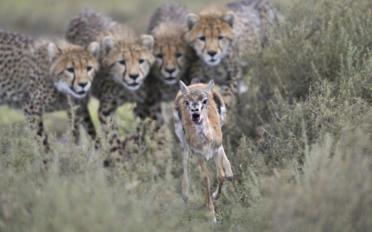 cheetah-gazelle-hunting-wallpapers-hd-desktop-and-mobile-backgrounds