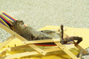 cat, Relaxing, On, Lounge, Chair