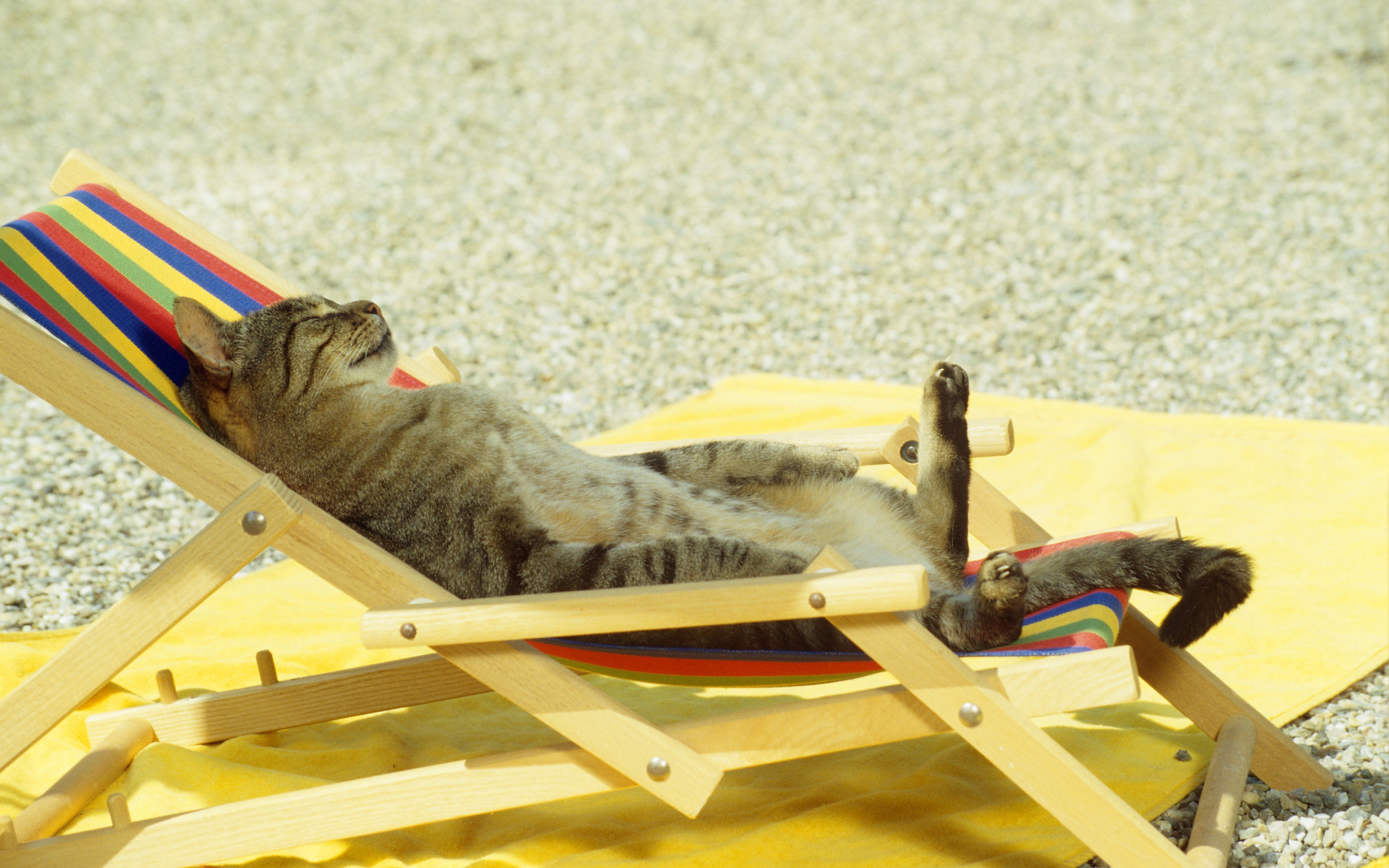 cat, Relaxing, On, Lounge, Chair Wallpaper