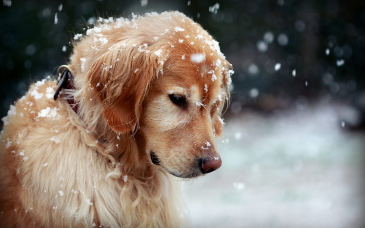 dog, Winter, Snow HD Wallpaper Desktop Background