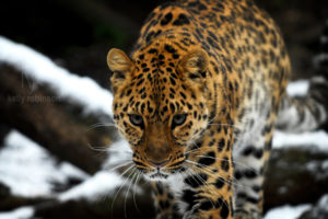 amur, Leopard