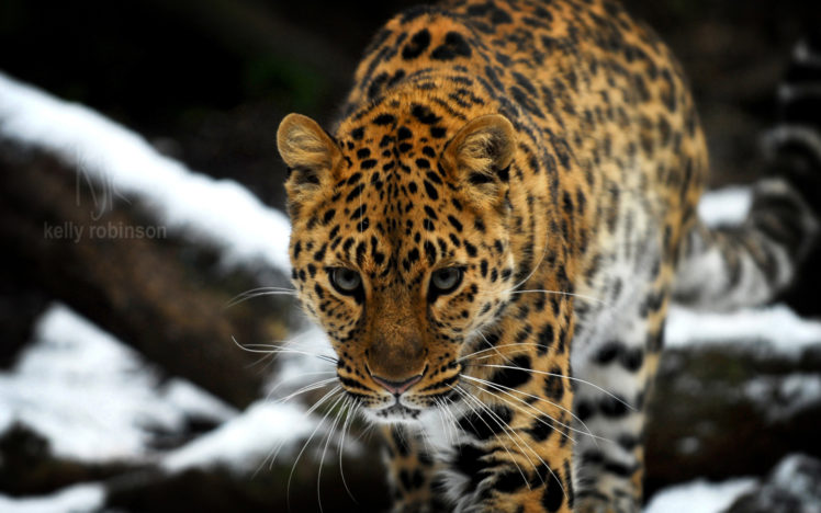 amur, Leopard HD Wallpaper Desktop Background