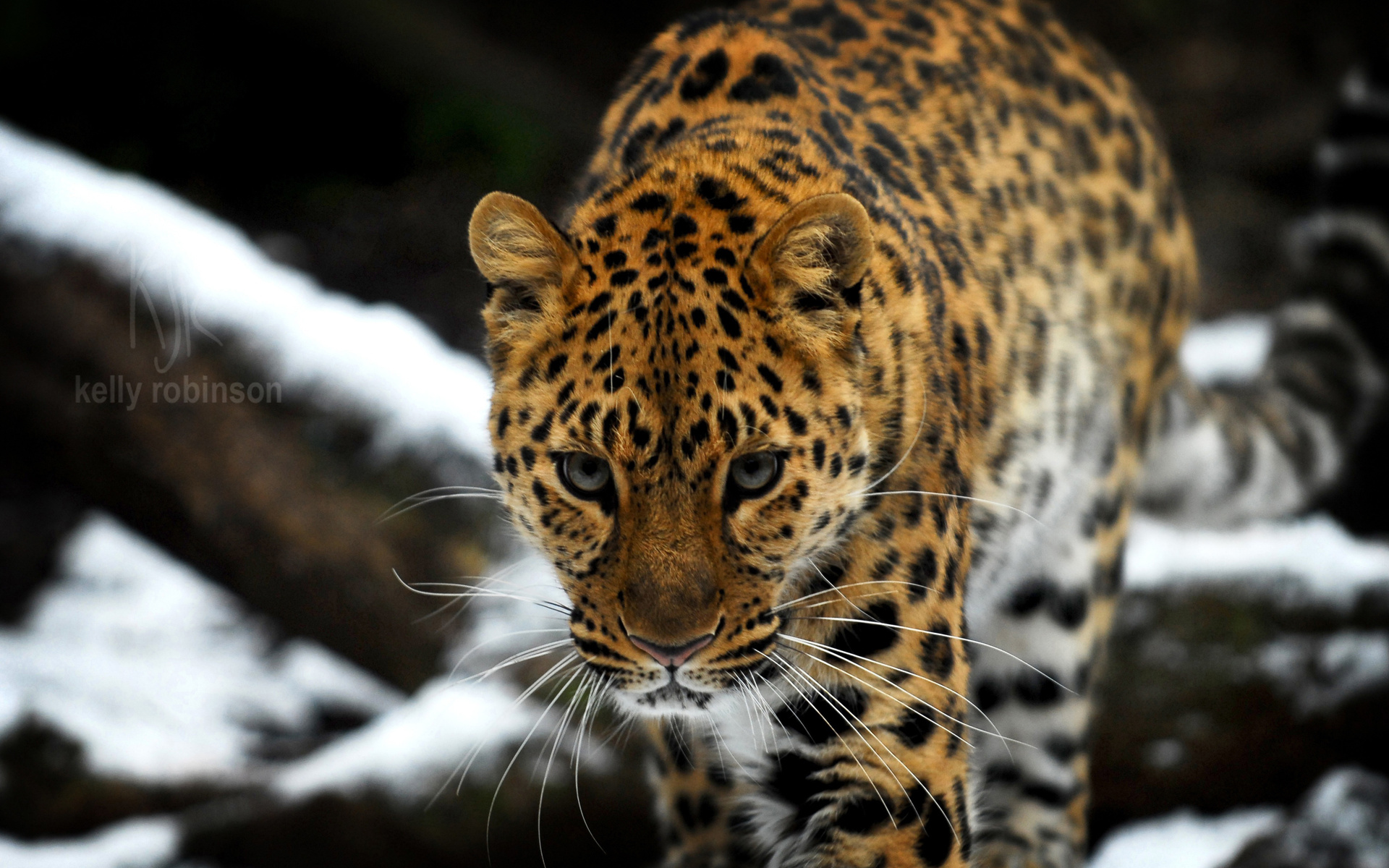 amur, Leopard Wallpaper