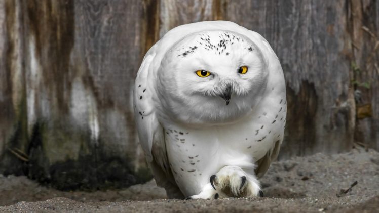 animal, Owl, Bird HD Wallpaper Desktop Background