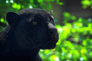 panther, Jaguar