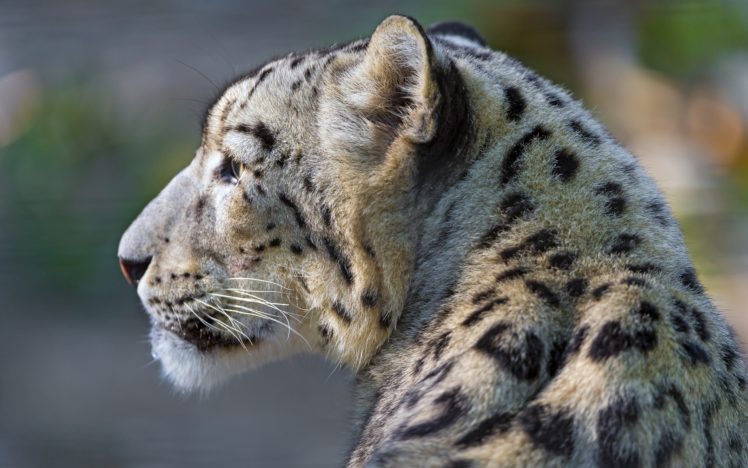 snow, Leopard, Wild, Cat HD Wallpaper Desktop Background