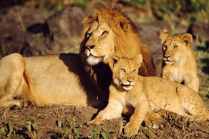 wild, Cats, Lion, Cubs