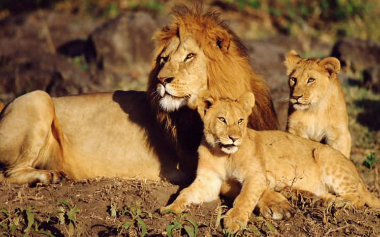 wild, Cats, Lion, Cubs HD Wallpaper Desktop Background