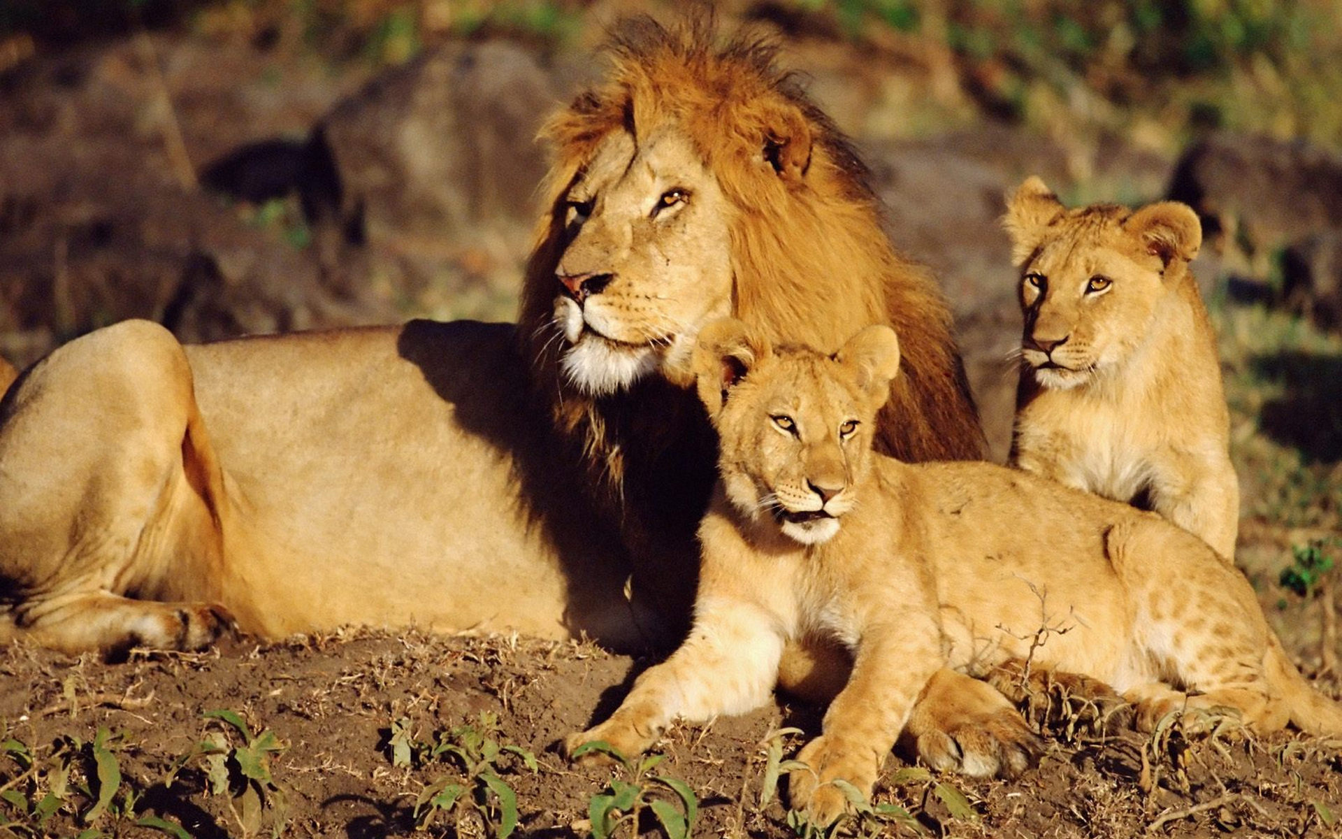 wild, Cats, Lion, Cubs Wallpaper