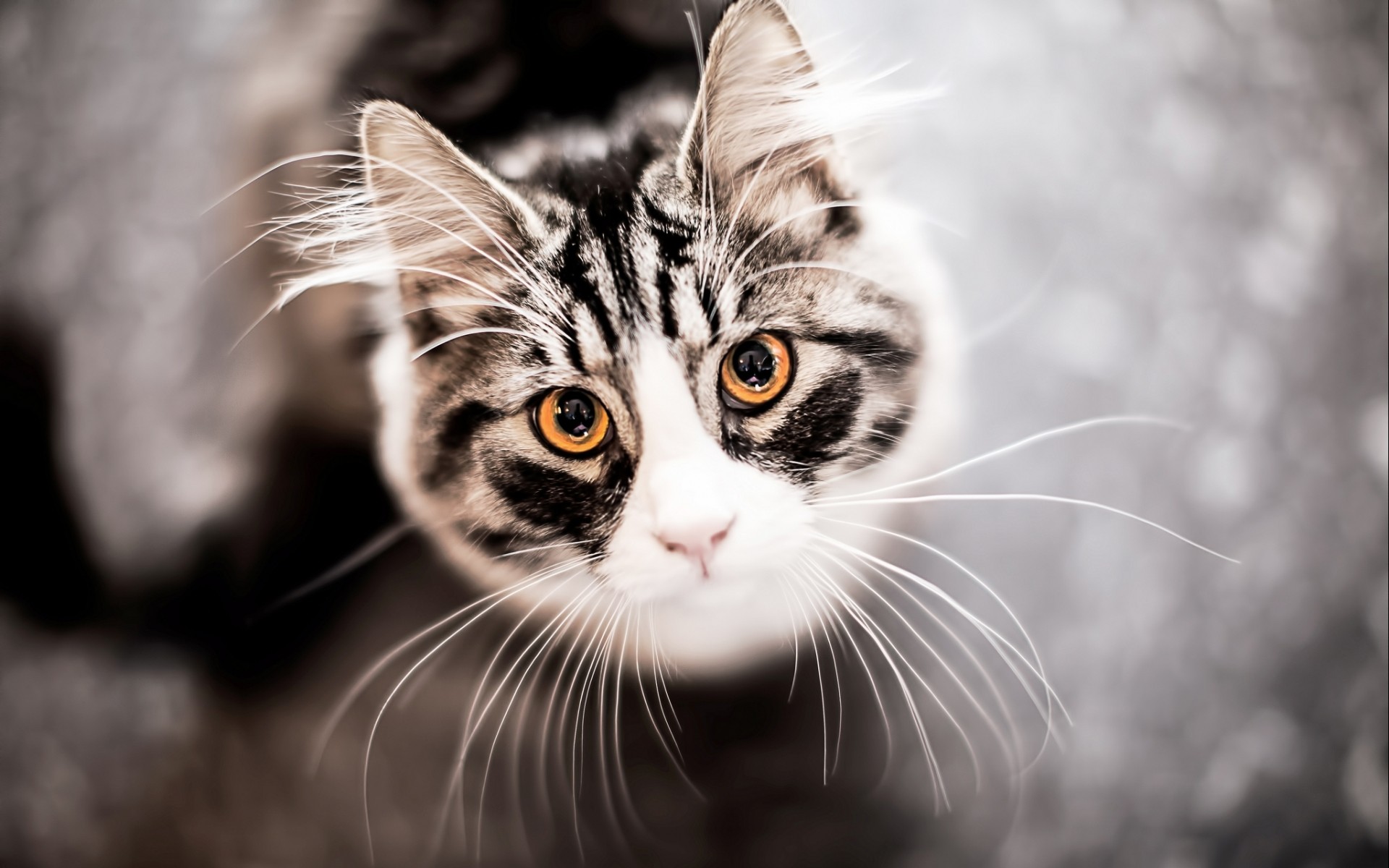 face, Eyes Wallpaper
