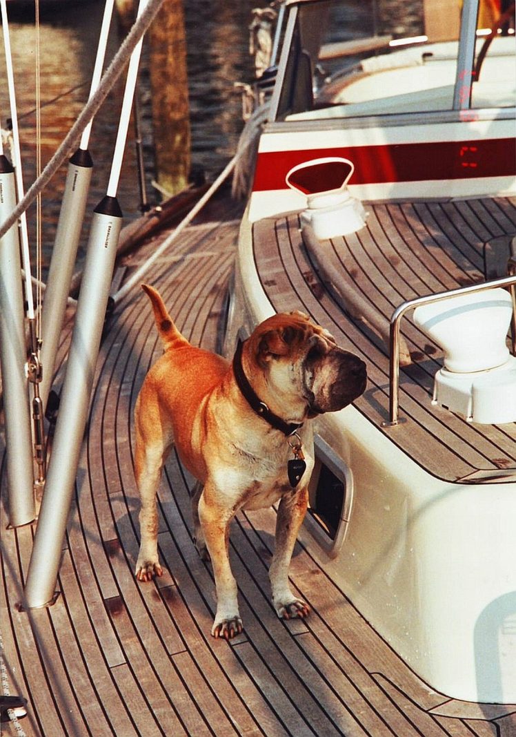 sharpei, Boat, Sailingboat, Dog, Najad HD Wallpaper Desktop Background