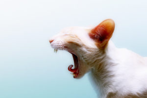 yawning, Cat