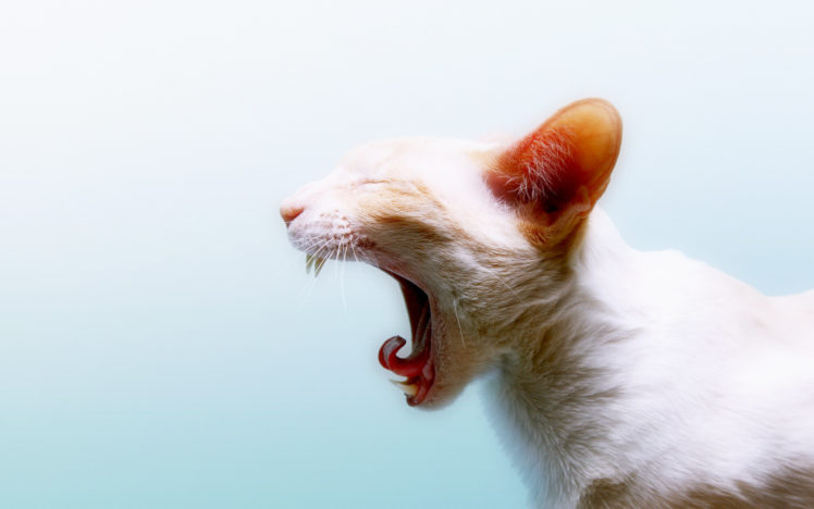 yawning, Cat HD Wallpaper Desktop Background