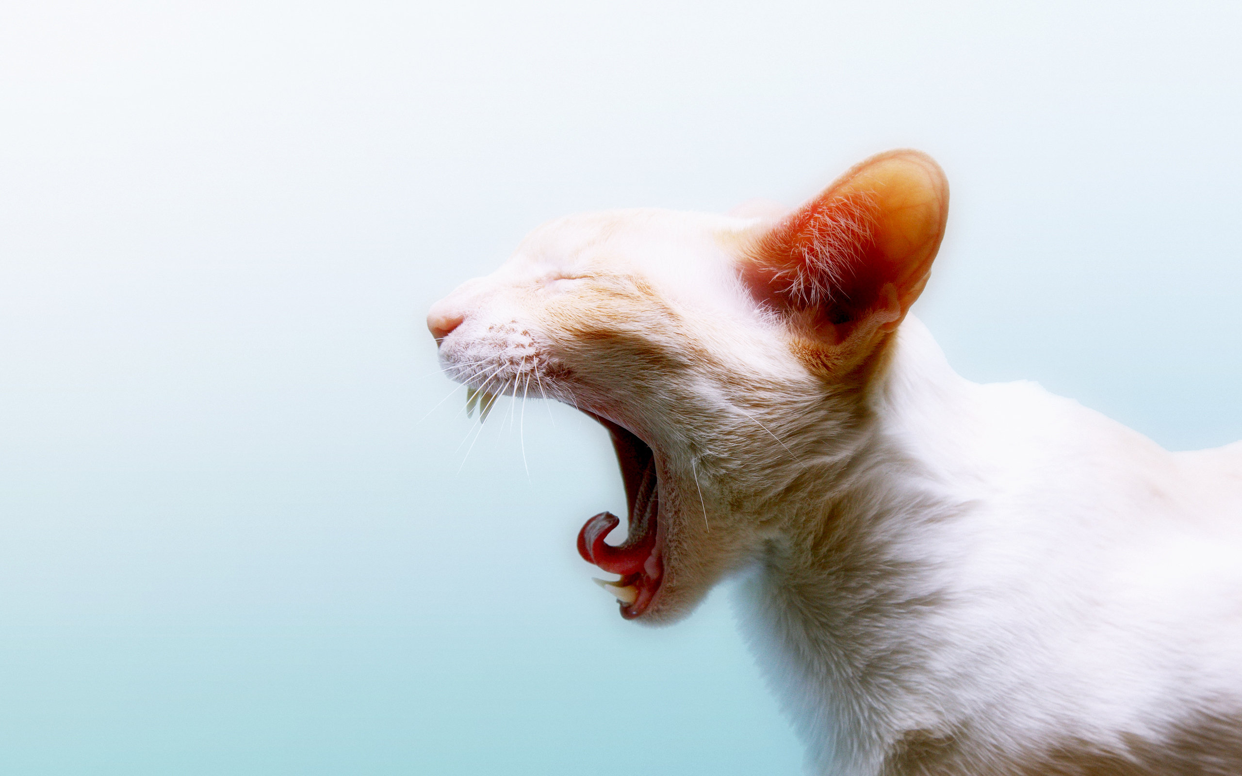 yawning, Cat Wallpaper
