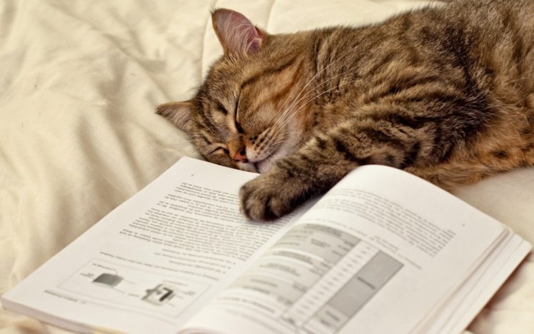 cat, Sleeping, Lying, Paw, Humor, Books HD Wallpaper Desktop Background