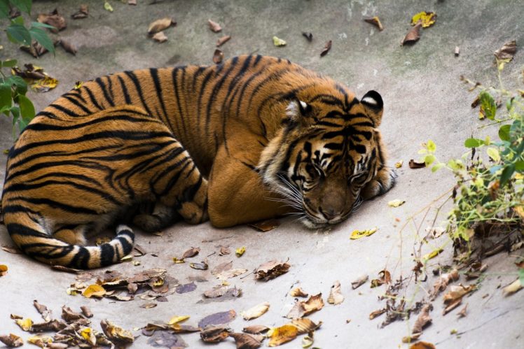 tiger, Wild, Cat, Predator, Stripes, Lying, Rest, Slee HD Wallpaper Desktop Background