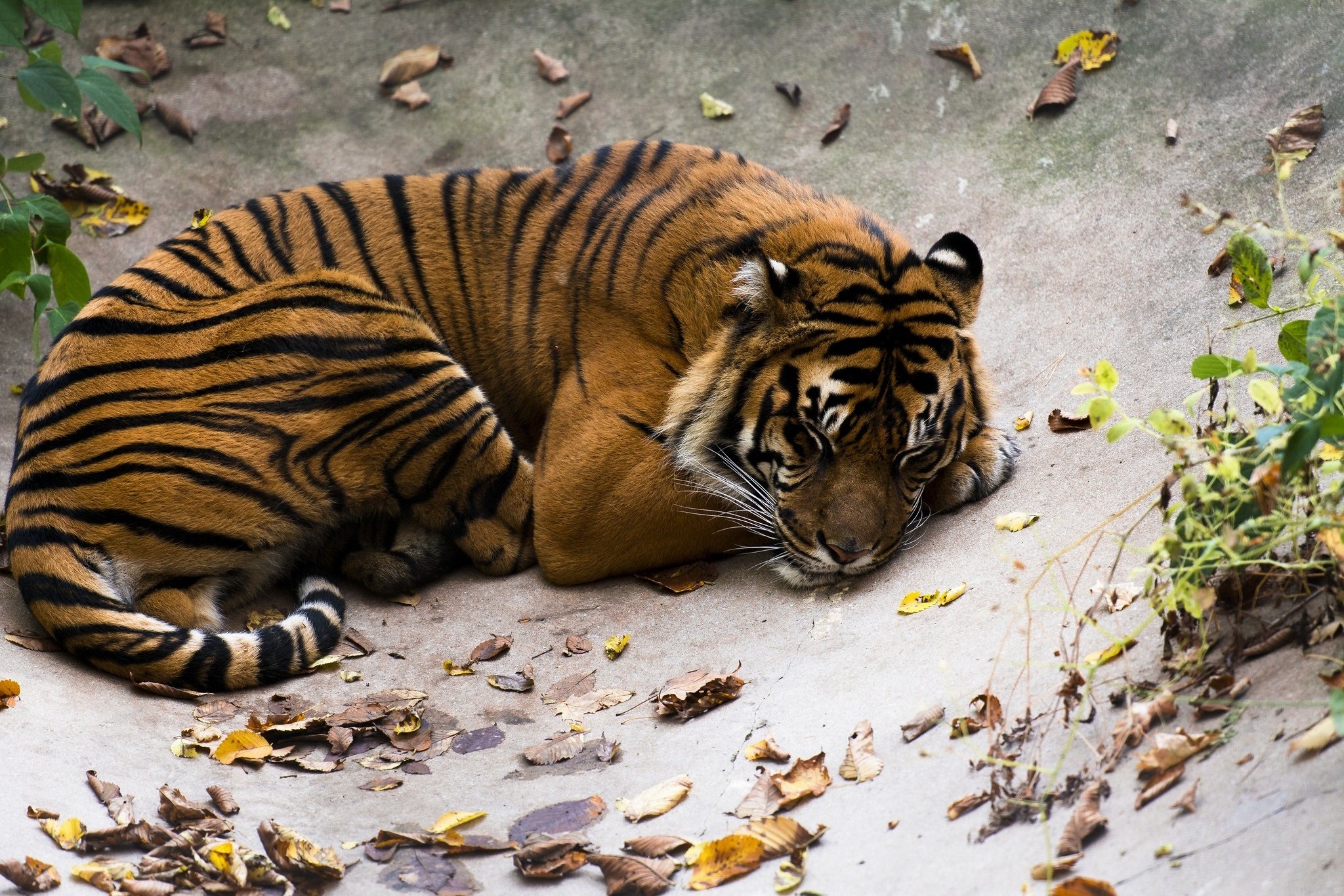 tiger, Wild, Cat, Predator, Stripes, Lying, Rest, Slee Wallpaper