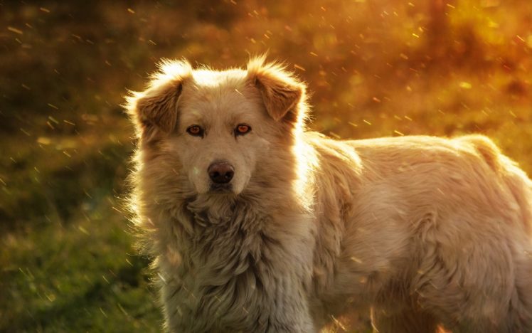 dog, Friend HD Wallpaper Desktop Background