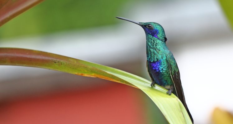 bird, Sparkling, Hummingbird HD Wallpaper Desktop Background