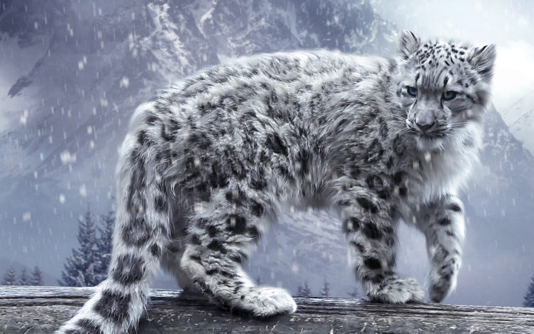 cats, Snow, Leopards, Animals HD Wallpaper Desktop Background