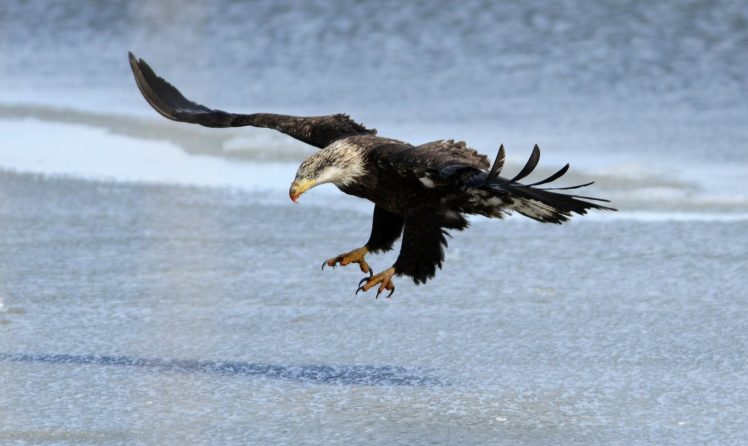 eagle, Bird, Predator, Wings, Flight HD Wallpaper Desktop Background