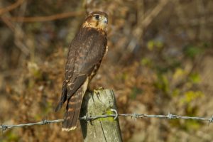 falcon, Bird, View, Profile