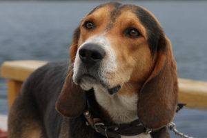 beagle, Dog