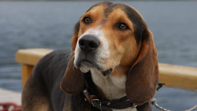 beagle, Dog HD Wallpaper Desktop Background