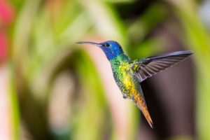 hummingbird, Flying, Bird
