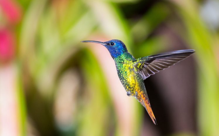 hummingbird, Flying, Bird HD Wallpaper Desktop Background