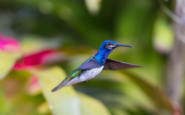 hummingbird, Flying, Bird HD Wallpaper Desktop Background