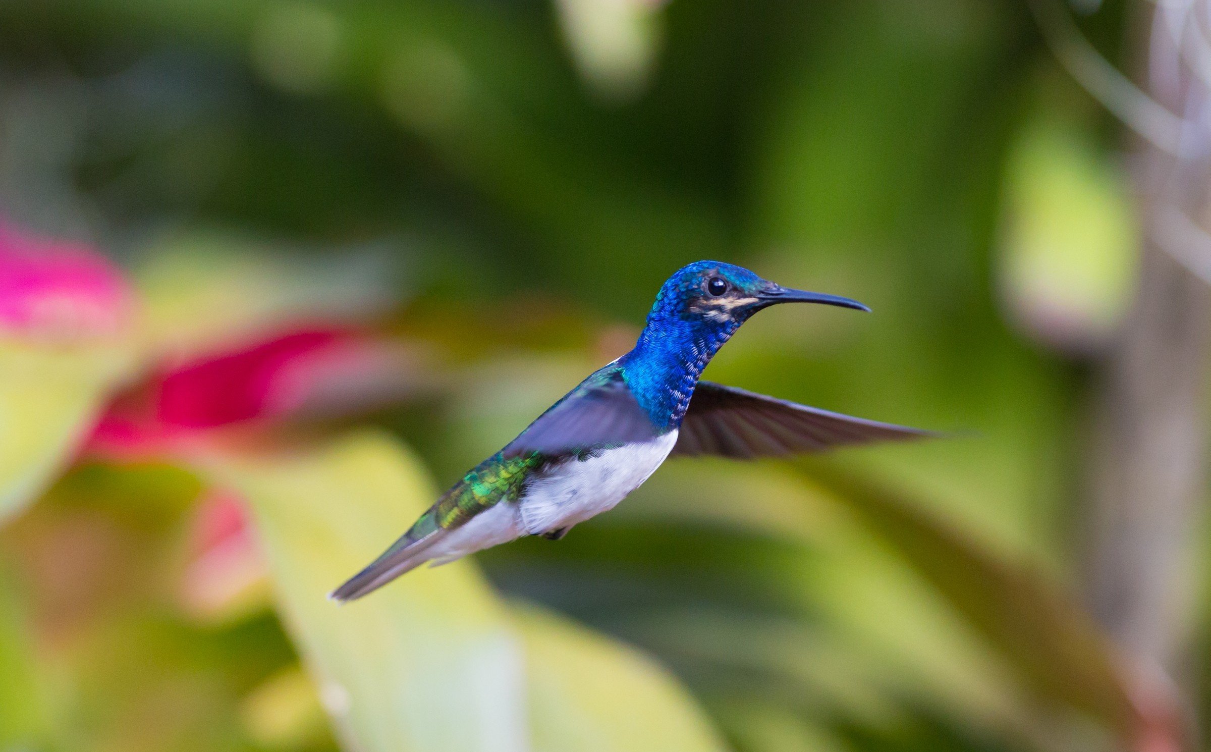 hummingbird, Flying, Bird Wallpaper