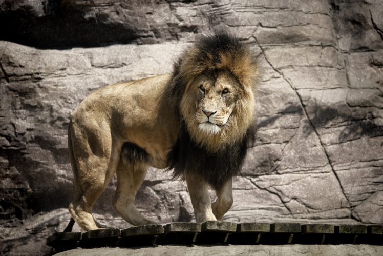 lion, Wild, Cat, Predator, Mane, Zoo HD Wallpaper Desktop Background