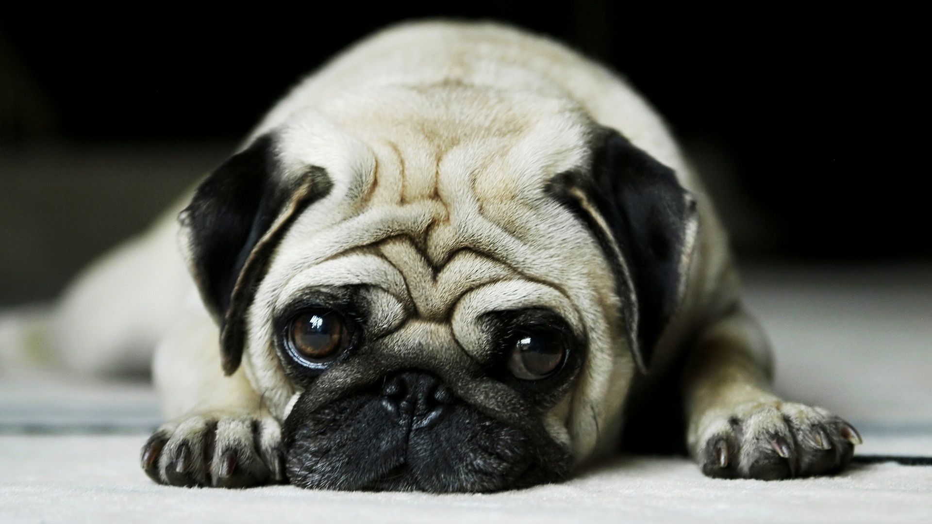 pug Wallpaper
