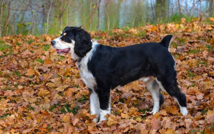 dog, Fall, Leaves HD Wallpaper Desktop Background