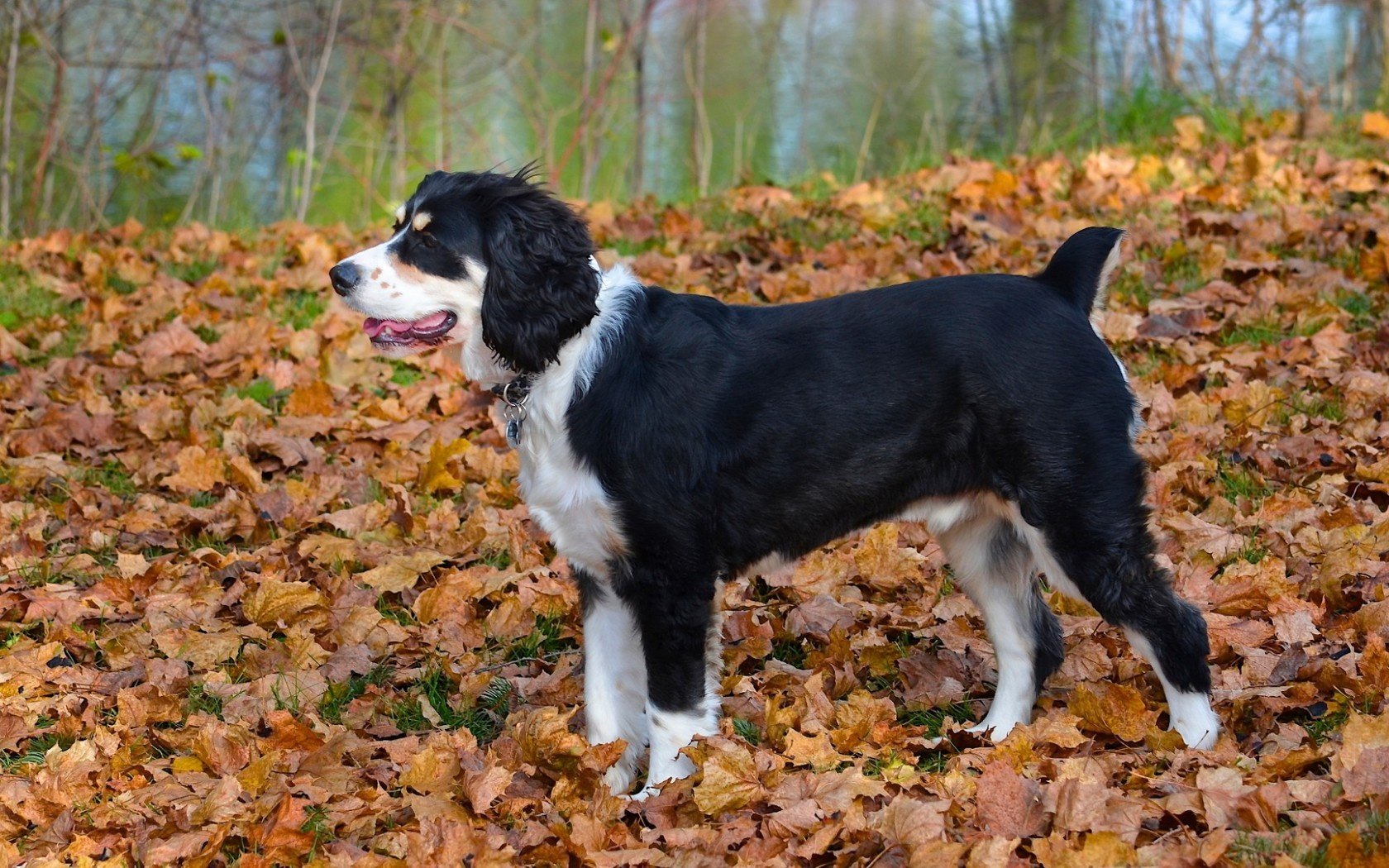 dog, Fall, Leaves Wallpaper