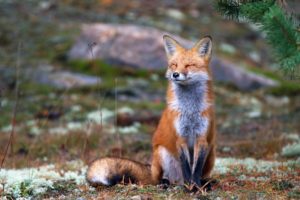 fox, Red