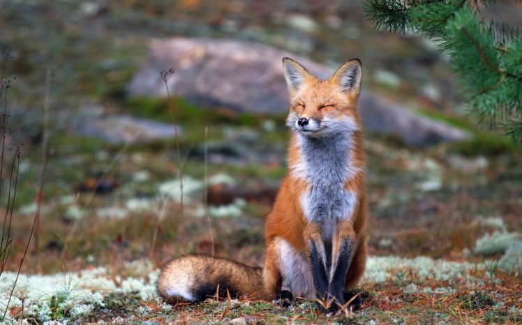 fox, Red HD Wallpaper Desktop Background