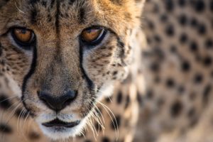 cheetah, Wild, Cat, Predator, Face