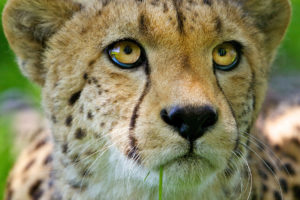 big, Cats, Cheetahs, Eyes, Glance, Snout, Whiskers, Animals