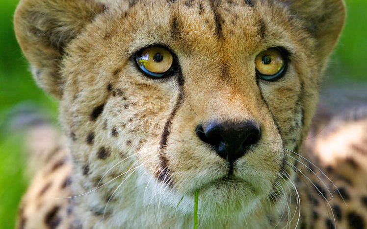 big, Cats, Cheetahs, Eyes, Glance, Snout, Whiskers, Animals HD Wallpaper Desktop Background