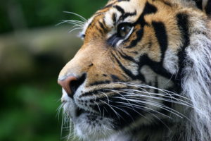 big, Cats, Tigers, Glance, Whiskers, Snout, Animals
