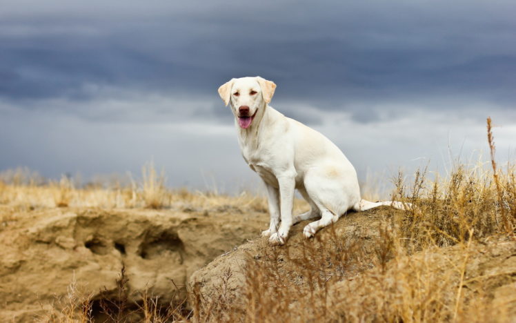 dogs, Animals HD Wallpaper Desktop Background