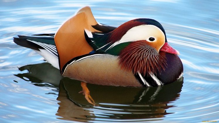 bird, Water, Colorful, Animal HD Wallpaper Desktop Background
